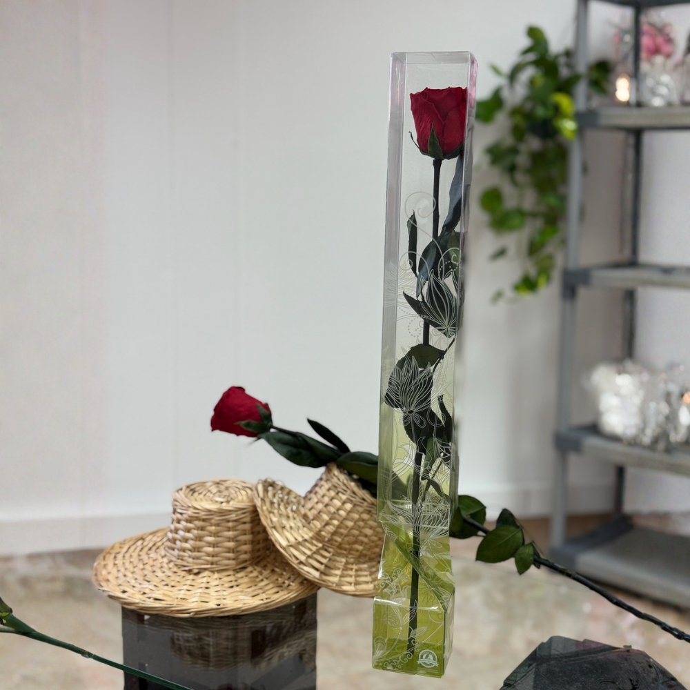 Rosa Preservada