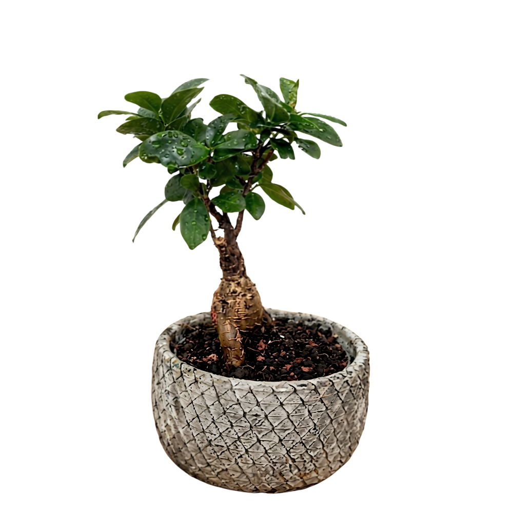Bonsái Ficus Ginseng