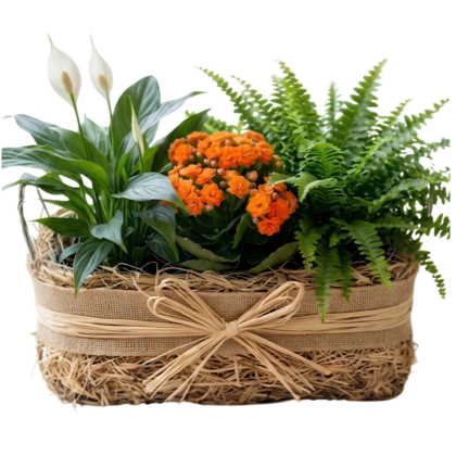 Composición de plantas naturales