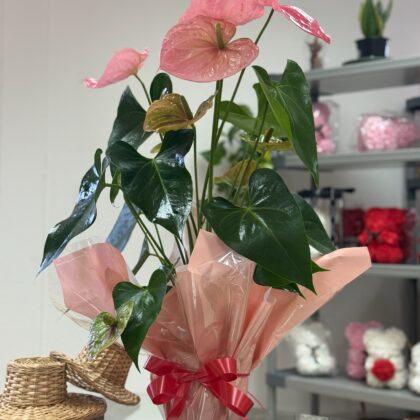 Anthurium