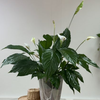 Spathiphyllum - Lirio de la Paz