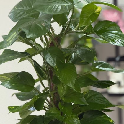 Pothos en maceta