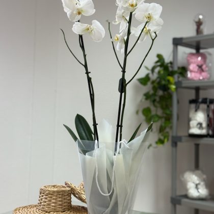 Orquídea